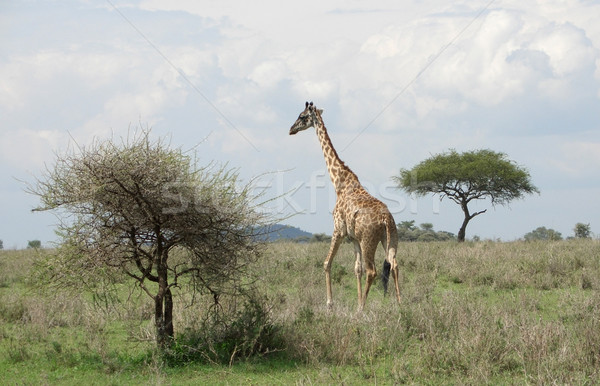 Giraffe in the savannah Stock photo © prill