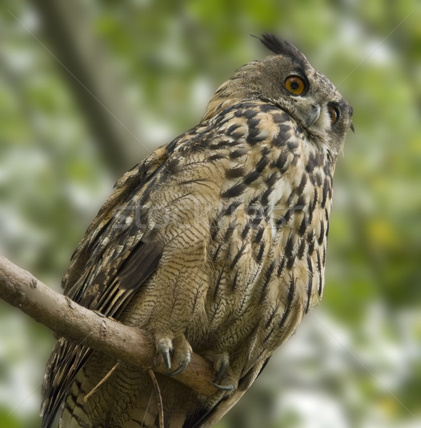 eagle owl Stock photo © prill