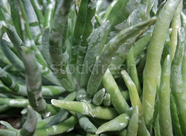 Absztrakt nedvdús növény részlet természetes full frame Stock fotó © prill