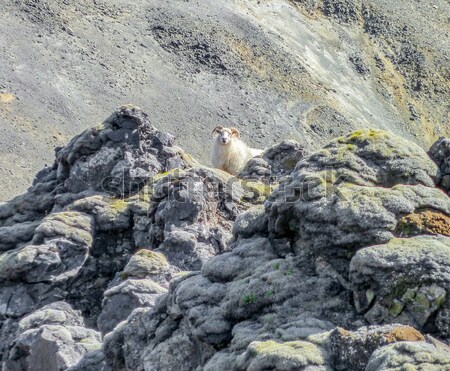 Icelandic sheep in Iceland Stock photo © prill