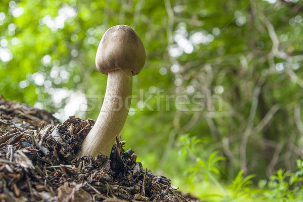 mushroom in natural ambiance Stock photo © prill