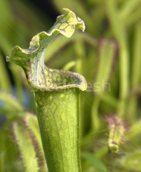Carnivor plante plantă detaliu frunze verde Imagine de stoc © prill