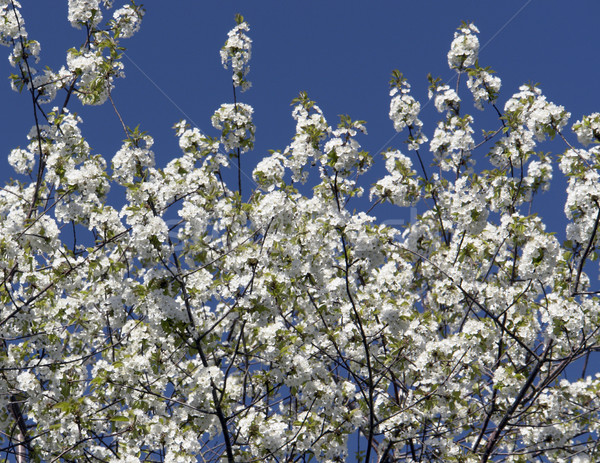 lots of twigs full with white blossoms Stock photo © prill