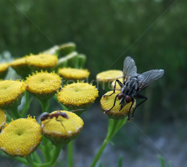 flesh fly on yellow flowers Stock photo © prill