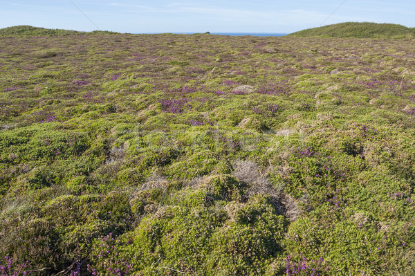 Stock photo: colorful heath vegetation
