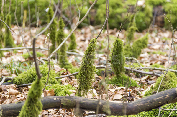 forest ground with mossy stipes Stock photo © prill