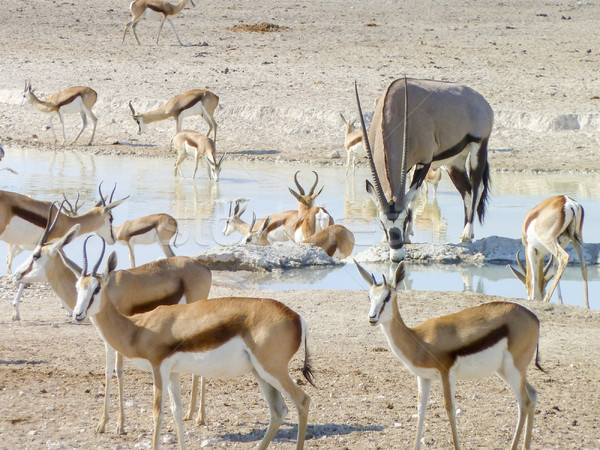 various antelopes on a waterhole in Namibia Stock photo © prill