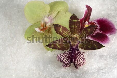 three orchids and snow Stock photo © prill