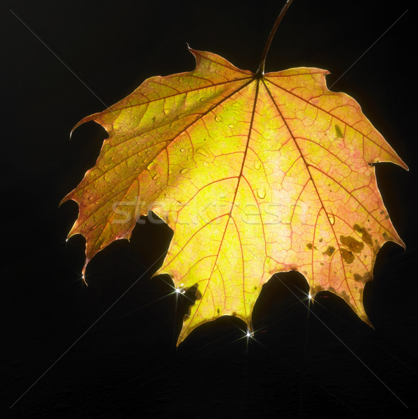 Coloré automne feuille chaud [[stock_photo]] © prill