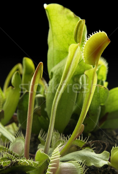 Carnivor plante întuneric înapoi frunze verde Imagine de stoc © prill