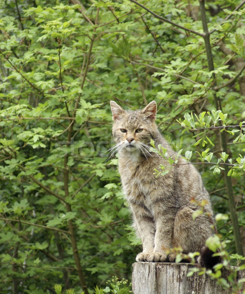 Stock photo: wildcat in natural ambiance