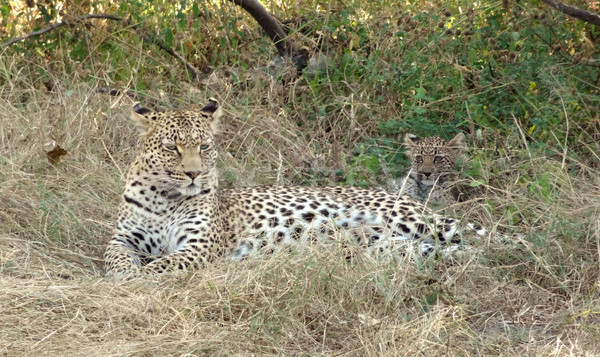 resting leopard Stock photo © prill