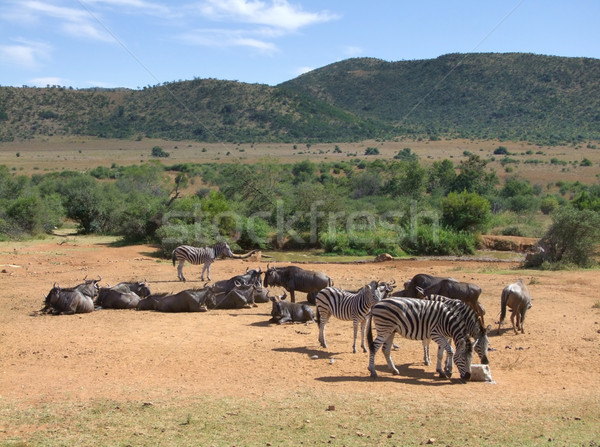 Zebras and Antelopes in Southafrica Stock photo © prill
