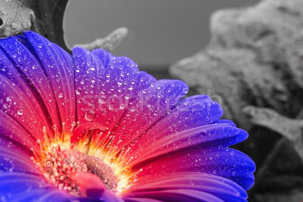 wet gradient gerbera flower closeup Stock photo © prill
