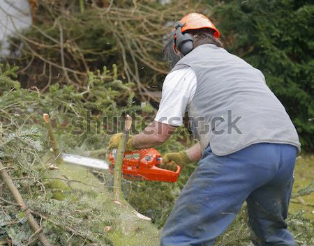 lumberman at work Stock photo © prill
