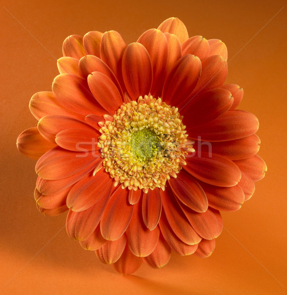Stok fotoğraf: Turuncu · kırmızı · çiçek · atış