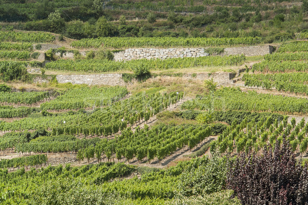 vineyards around Kaysersberg Stock photo © prill