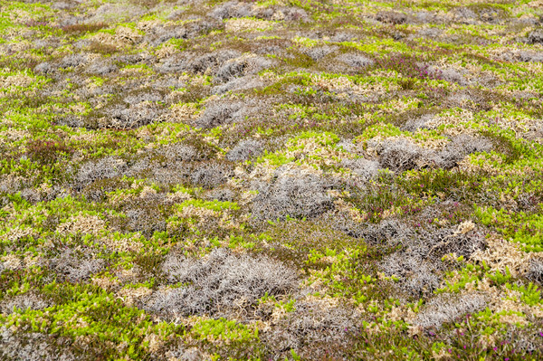 Colorat vegetatie detaliu in jurul abstract peisaj Imagine de stoc © prill