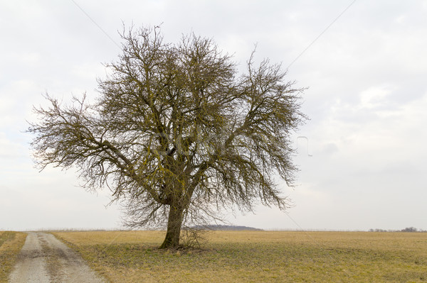 Mezőgazdasági díszlet magányos fa idilli vidéki Stock fotó © prill