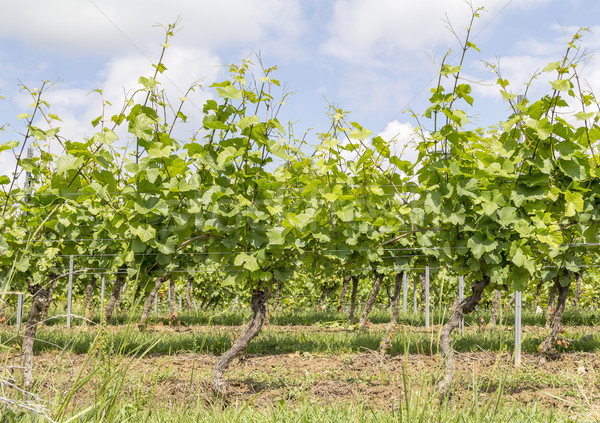 sunny grapevine plants Stock photo © prill