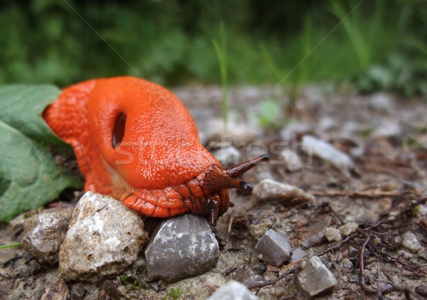 red slug on the ground Stock photo © prill
