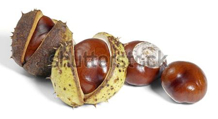horse chestnuts Stock photo © prill