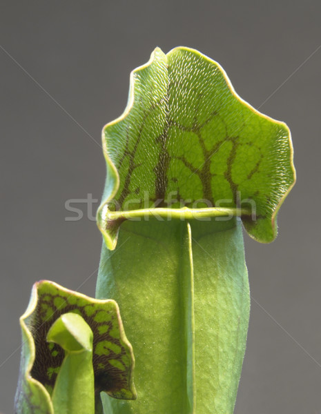 Húsevő növény részlet szürke hát levél Stock fotó © prill