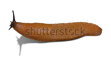 orange slug isolated on white Stock photo © prill