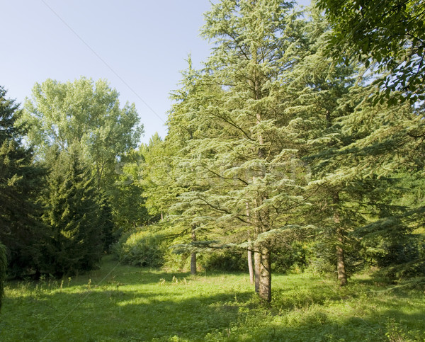 sunny illuminated vegetation in the Liliental Stock photo © prill