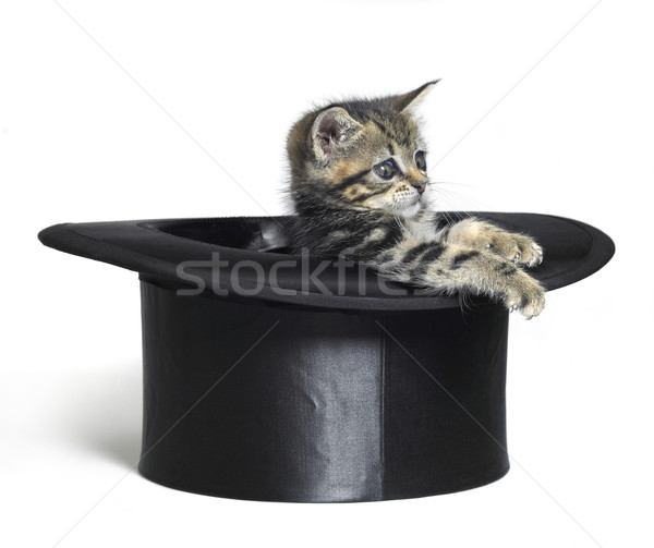 cute kitten playing in a black top hat Stock photo © prill