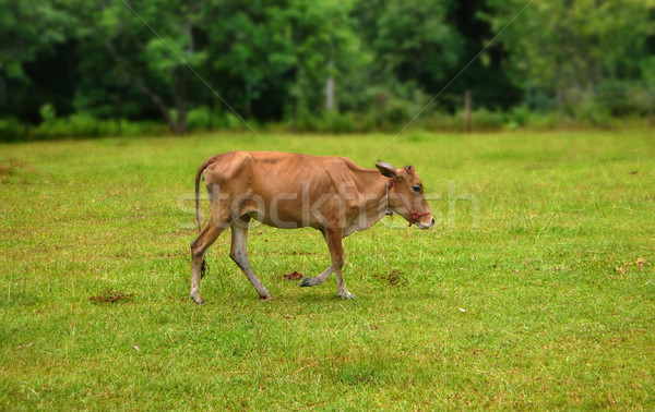 Mucca prato Laos paese sud-est asiatico foresta Foto d'archivio © prill