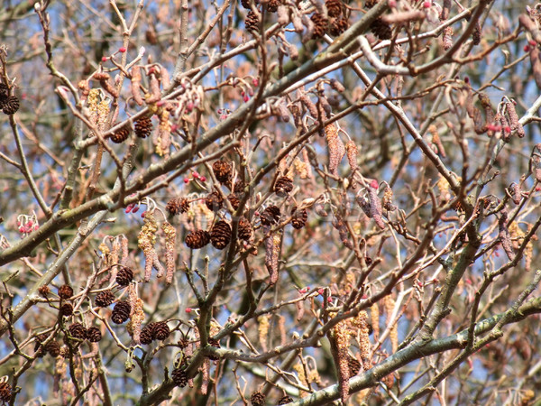 Alder detail Stock photo © prill