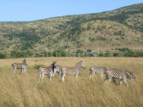 Zebra's landschap South Africa groep dier zebra Stockfoto © prill