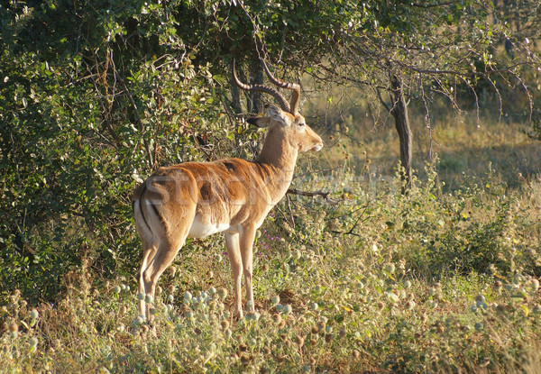 Botsvana Afrika çim hayvan çevre safari Stok fotoğraf © prill