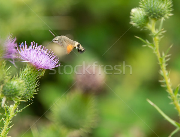 Stock fotó: Kolibri · pillangó · repülés · körül · nyár · növény