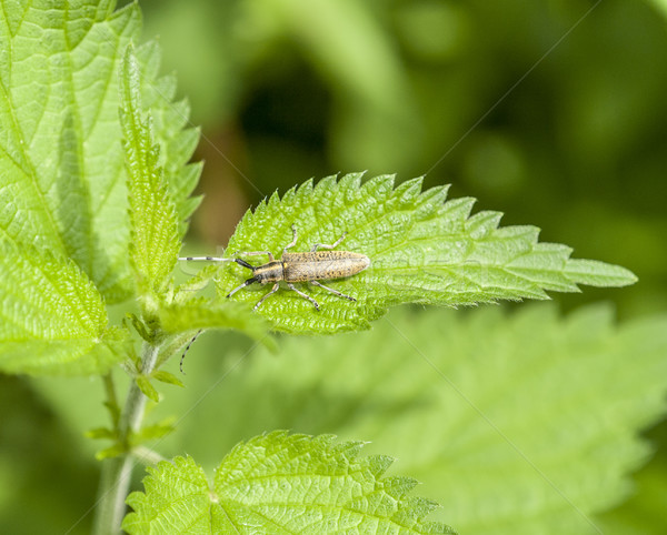 golden-bloomed grey longhorn beetle Stock photo © prill