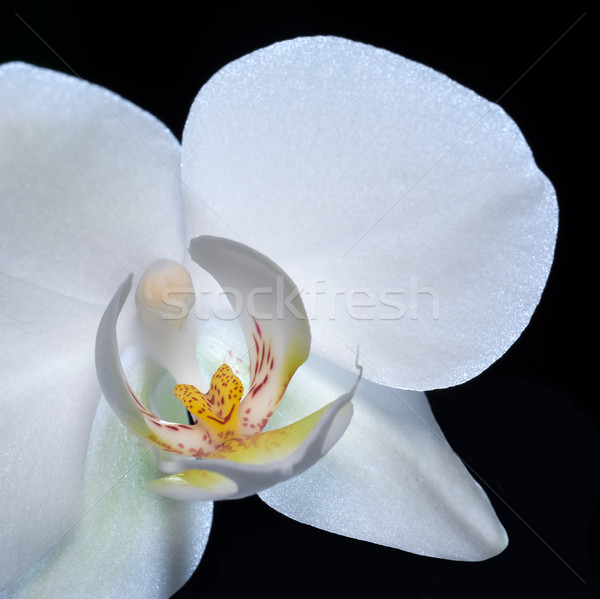 orchid flower closeup Stock photo © prill