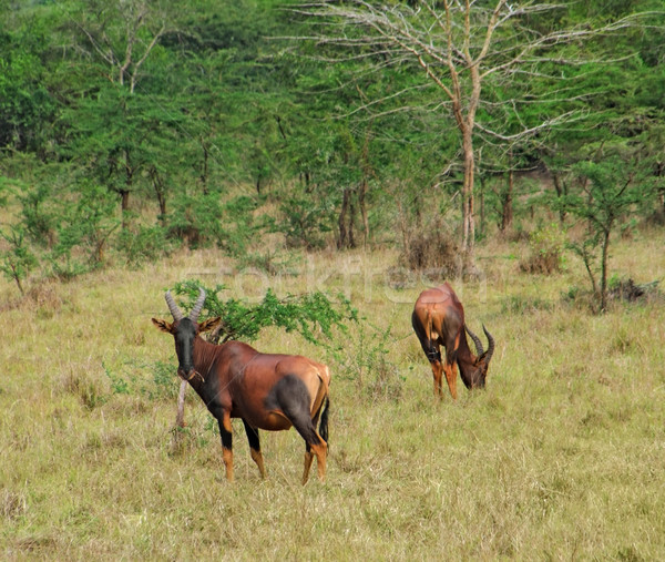 Common Tsessebe in Africa Stock photo © prill