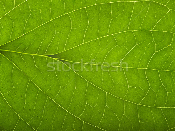 green macro leaf Stock photo © prill
