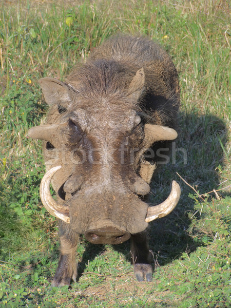 Warthog in South Africa Stock photo © prill