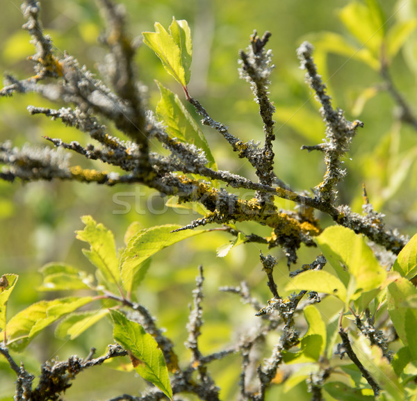 leavy twigs with lichen Stock photo © prill