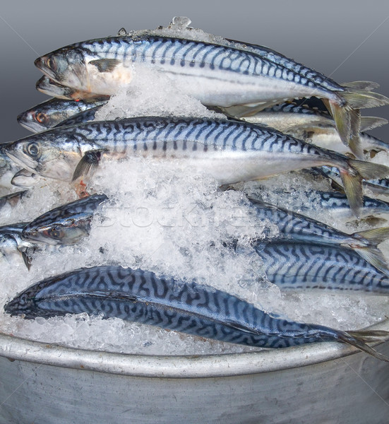 Schüssel eisgekühlt Fisch Markt Kambodscha blau Stock foto © prill