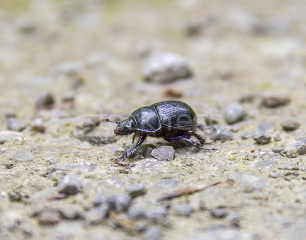 blue dung beetle Stock photo © prill