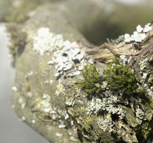 natural bough with moss and lichen Stock photo © prill