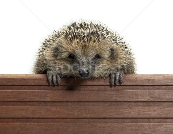 Stock photo: hedgehog and wooden panel