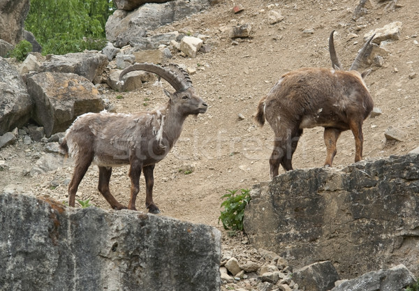 Alpine Ibex in stony ambiance Stock photo © prill