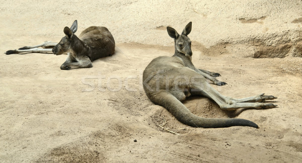 kangaroos Stock photo © prill