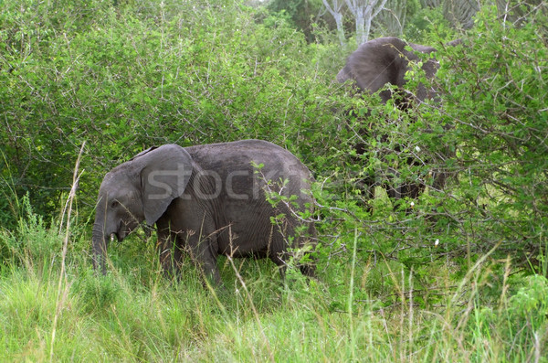 two Elephants at fed Stock photo © prill