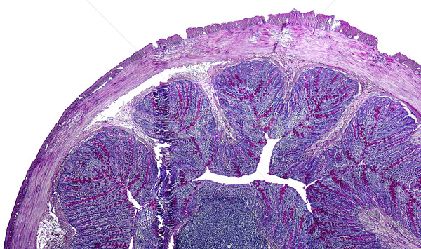 large intestine of a rat Stock photo © prill