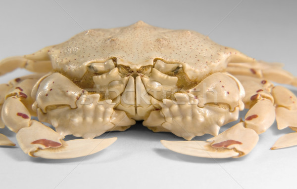frontal shot of a moon crab Stock photo © prill